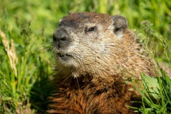 Portrait of a groundhog in lush green grass during a sunny day in Wabasha, Minnesota.
